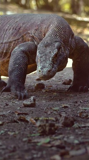 Experience the raw, ancient beauty of Komodo Island. 🐉