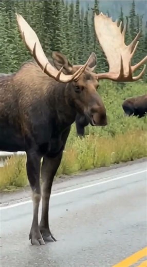 MASSIVE Moose In Alaska! (Unbelievable Size) #moose #alaska #animals