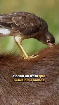 Los Osos Hormigueros