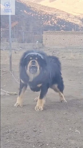 Tibetan Mastiff Attacks: What Sparked the Rage?