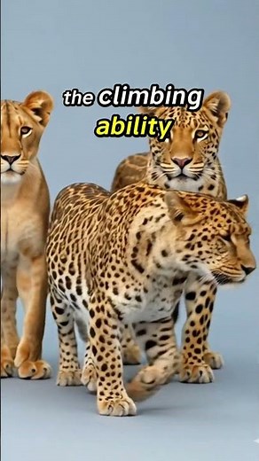 Meet the Leopon: The World’s Rarest Big Cat Hybrid 🦁🐆