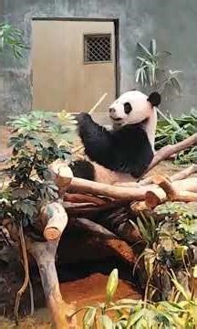 香港オーシャンパークのパンダ Pandas at Ocean Park Hong Kong#panda _ 1#travel