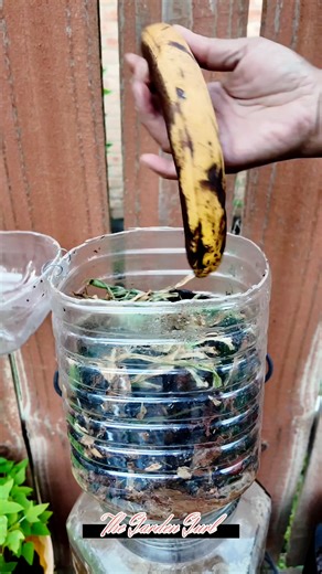 1.5K views · 21 reactions | No chemicals added, all organic and homemade fertilizer for my vegetable plants! 凌 #garden #plants #fertilizer #fblifestyle #foryou #fypシ | Leny T Bardwell | Facebook