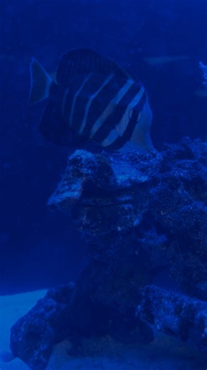 29 reactions | We have a new friend in the aquarium - a Desjardinii Sailfin Tang! Slow down and treat yourself to a moment of fish-gazing. Then stop by the aquarium in the Kids Library the next time you're here to meet all our aquatic friends. | Topeka & Shawnee County Public Library | Facebook