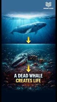 A DEAD WHALE CREATES LIFE #viral #scientificjourney #shortsfeed #science #animals #facts