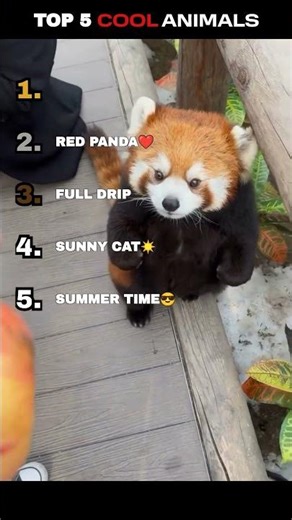 Top 5 Cool Animals You Must See😎