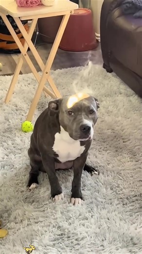 Can’t get enough of being the center of attention 😂😂#fyp #dogsoftiktok #dog #funnyvideos #funnydog