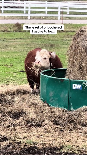 Embracing the Vibe of Life with Ruby the Mini Cow