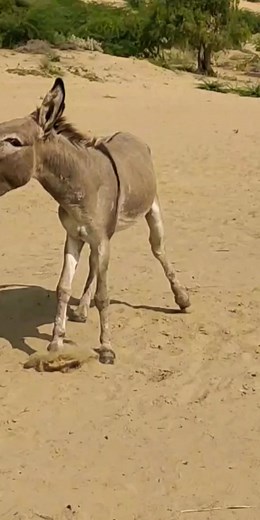 122K views · 243 reactions | Adorable Donkey #donkey #horses #reels #animal #horsesofinstagram #horseriding #horselove #instahorse #love #horselife #riding #horsebackriding #horsepower | Babi boy | Facebook