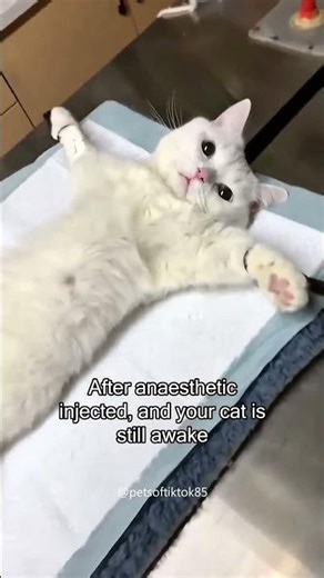 CAT VS VET moments! #shortsvideo