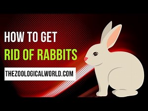 How to get rid of rabbits in your yard, How to get rid of rabbits