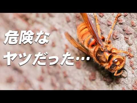 大人しく木にとまるハチ、正体を知らずに近づくと危険だった【キイロスズメバチ】