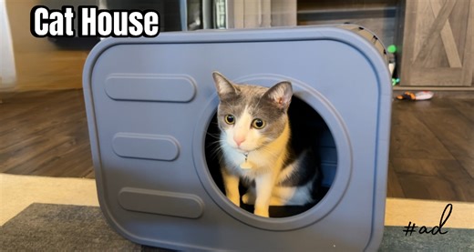 Watch Check out this cat house for inside and outside on Amazon Live