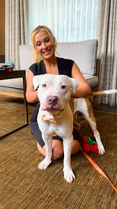 Millie Bobby Brown makes her date a care package with all his favorite things—then gets caught by her husband! 🫣 We’re pairing celebrities and rescue animals up for the cutest blind dates in our series Dodo Dream Date! In this episode, Millie Bobby Brown spends the afternoon with Manchas, a rescue pup looking for a loving home. Check out The Electric State, only on Netflix March 14 Learn more about adopting Manchas from Best Friends Animal Society here: https://thedo.do/Manchas. Check out more 