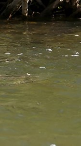 Want Better Summer Fly Fishing Try This Fly! | Venturesflyco