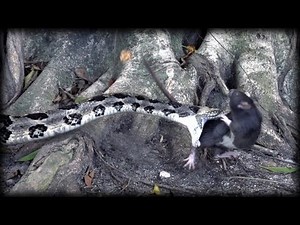 Canebrake Rattlesnake vs Rat 01 - Dangerous Animals in Slow Motion