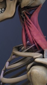 Want to learn about the C7-T1 spinal motion segment? This crucial junction connects the cervical and thoracic spine, playing a key role in movement and flexibility, though it's prone to stress and injuries like fractures and tumors. | Spine-health