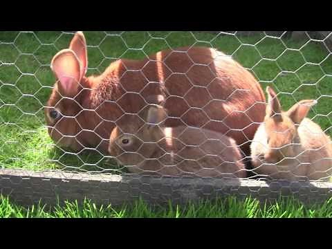 Elevage des lapins en extérieur