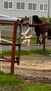 3.1M views · 89K reactions | Just a dog and his best friend against the world 殺 | Furry Tails | Facebook