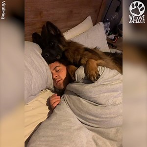 840K views · 10K reactions | This is all I plan on doing when in quarantine ❤️ | We Love Animals | Facebook