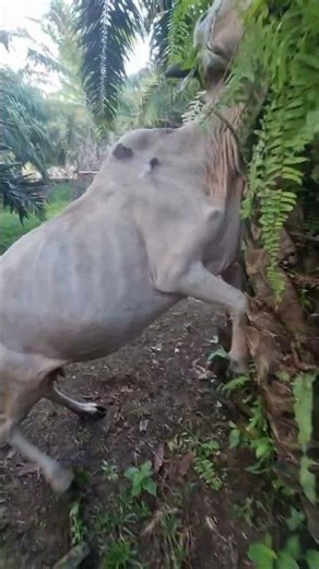 Sapi mengamuk saat di suntik #animals #cow #shorts