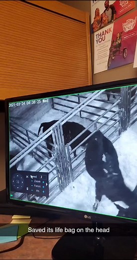 Victoria Pearl on TikTok