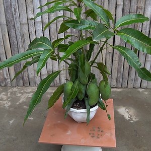 New and Effective Mango Growing Method for Prosperous Mango Orchards | H&H Gardening World