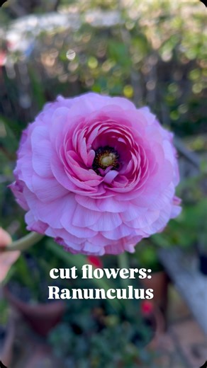 Ali on Instagram: "GROWING RANUNCULUS: Ranunculus like cooler weather, they don’t love the heat (ideally 40-50 F at night and 60-65F during the day.) This makes them an ideal spring flower. Make sure you place them in full sun and have well-draining soil, overly wet/waterlogged soil will cause root rot. (For this reason, I like growing them in pots & raised beds.) Ranunculus are grown from these little corms that look like tiny claws. Pre-soak them beforehand for 3-4 hours to plump them up, plan