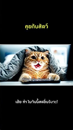 รีบนอน? ไม่เคยเกิดขึ้นจริงในชีวิตฉัน 😴📱