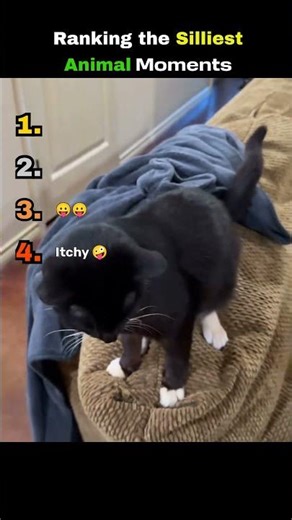 Ranking The Silliest Animal Moments