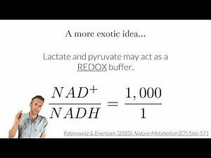 Lactic acid fermentation