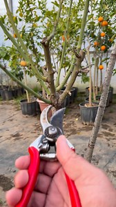 49K views · 297 reactions | Pruning roses | Garden Roses Tahiri | Facebook