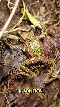 5 of the Rarest Frogs in the World!