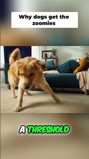 Unlock Dog Zoomies Why They Happen & Safe Hideouts