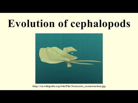 Evolution of cephalopods