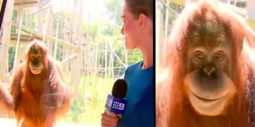 This Orangutan Just Nailed His First Live News Broadcast