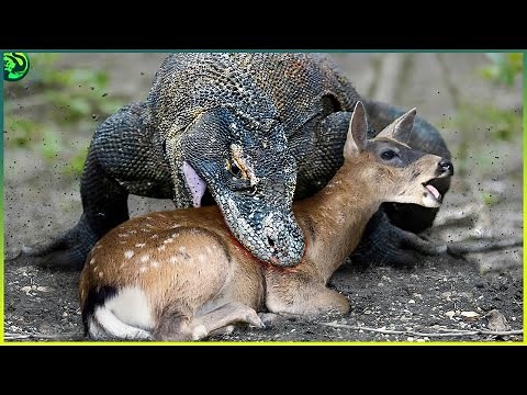 18 Terrifying Moments of Animals Eating their Prey alive