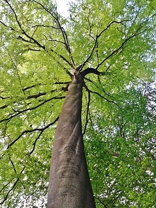 Majestic Beech Trees: Nature's Stately Giants | LoveToKnow
