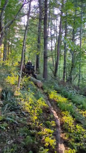 This is a 17 foot red oak log that is actually to 8'6" logs to be bucked at the landing. Will be processed locally into material for a small porch cover. | Ridgewind Farm Suffolks, Private Instruction