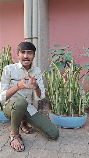 Snake Plant Care: Everything You Need To Know