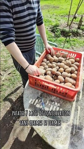 Storing potatoes in ashes #permaculture #potato #conservation