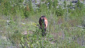 Today, HAWS and WHOAS met in Calgary, with our AEP (Alberta Environment and Parks) officials regarding the Wild Horse file. We had a positive meeting with discussions based on the streamlining of certain events such as rescues, captures/adoptions, and permitting. This was a good opportunity for all of us to chat about what was on our minds, from both sides, and we believe we will see some very realistic changes in the near future. We will share this with you when things are firmed up. This hands