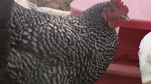 High risk of avian flu affecting domestic birds in Maine