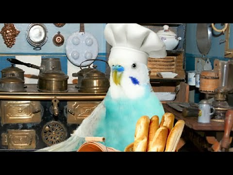 Funny Birds and Parrots Compilation | TikTok 2021