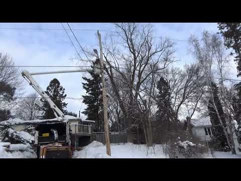 [4K] Tree Removal! #2 Safely lower & remove Manitoba Maple tree & Elm tree!
