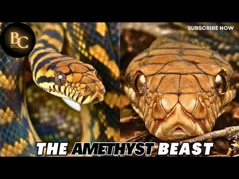 Imagine This Above You🙄🐍Scrub Python| Amethystine Python