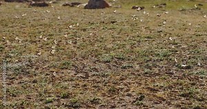 Swarm of locusts, invasion of the locust slow motion. Plain in the highlands. Arashan. Cloud of locusts rises into air alarmed by someone. No vegetation. Natural disaster, innumerable insects.