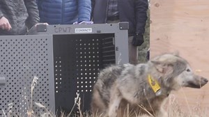 US Fish and Wildlife Service asks Colorado Parks and Wildlife for wolf conservation activities