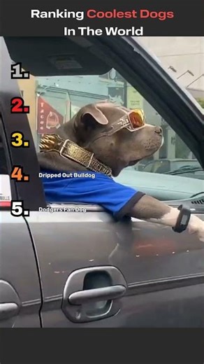 Ranking The Coolest Dogs In The World #funnyvideo #funnyshorts #dog