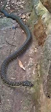 Australian Diamond Python, who regularly drops in for a visit.......#snake #australia #shorts